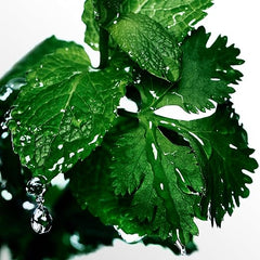 DAVIDOFF Cool Water Man Deodorant Stick, Aromatic Fresh Men's Fragrance, 75 ml (Pack of 1)