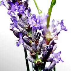 DAVIDOFF Cool Water Man Deodorant Stick, Aromatic Fresh Men's Fragrance, 75 ml (Pack of 1)