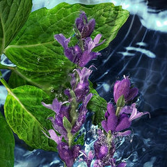 DAVIDOFF Cool Water Man Deodorant Stick, Aromatic Fresh Men's Fragrance, 75 ml (Pack of 1)